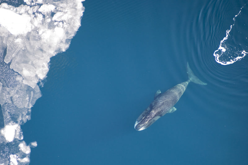 Bowhead whale, a 200-year-old mammal