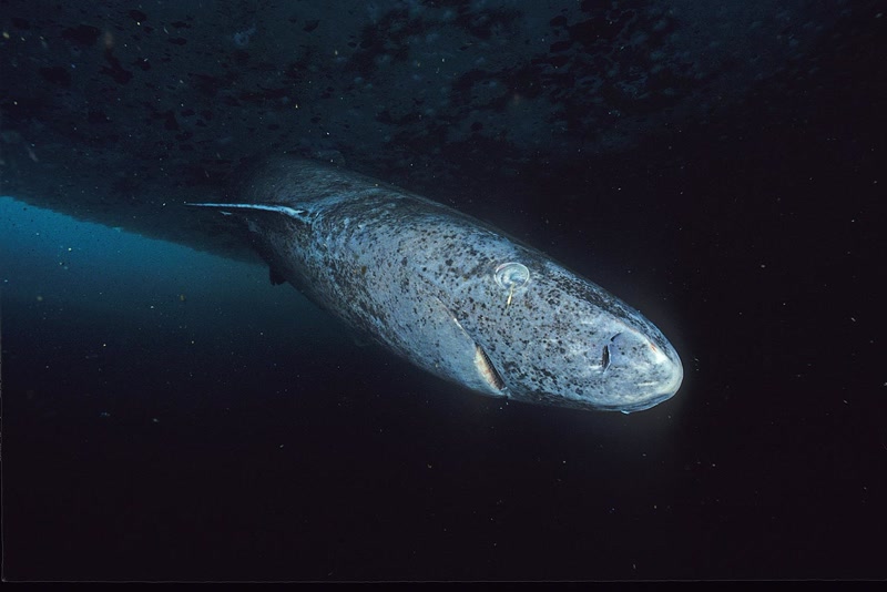 Greenland shark, an Arctic long-liver