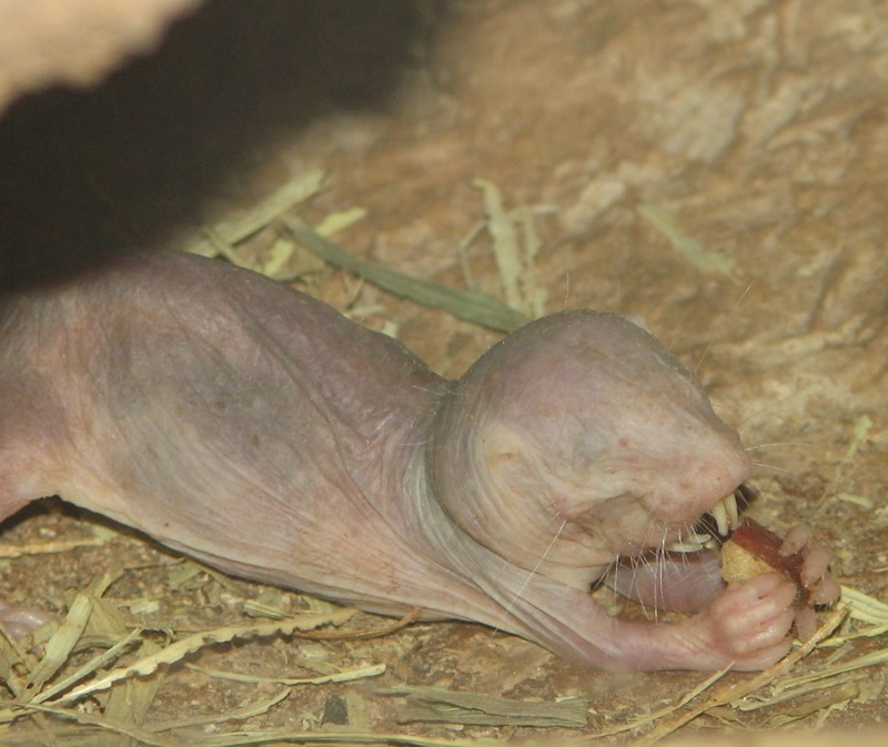 Naked mole rat, a long-lived rodent