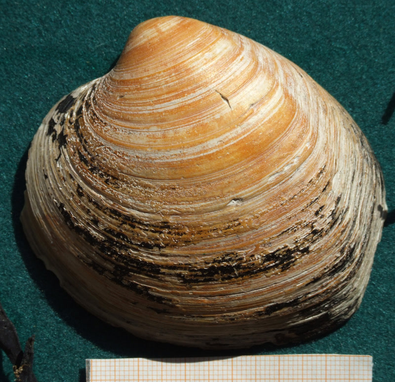 Ocean quahog, a clam that can live over 500 years