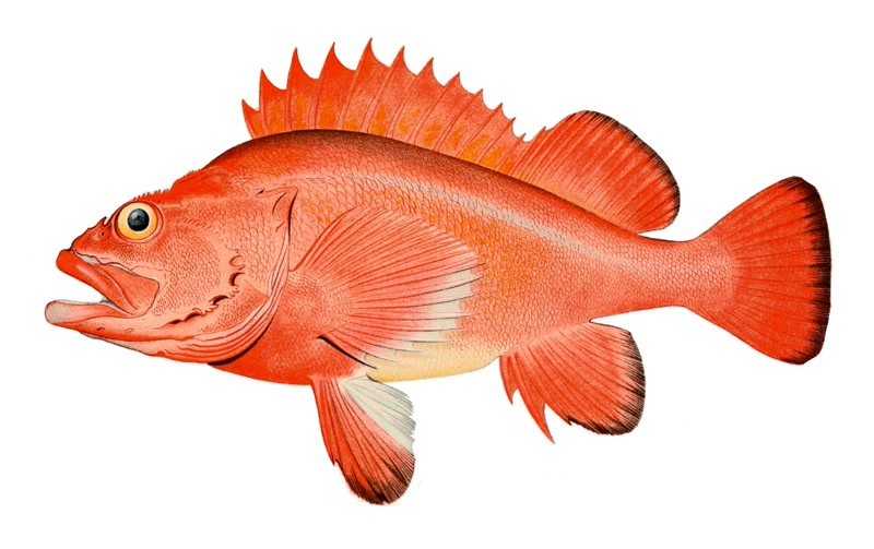 Rougheye rockfish, a deep-water centenarian