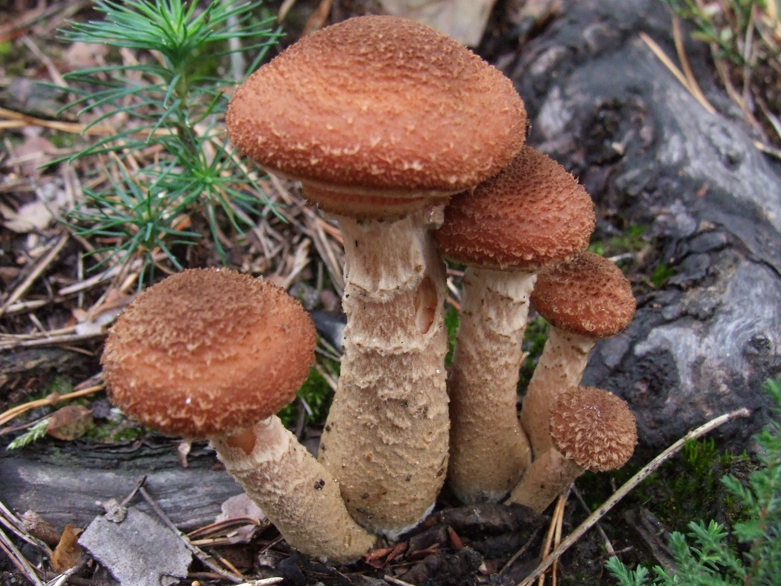 Dark honey fungus (Armillaria ostoyae) fruiting bodies on a forest floor