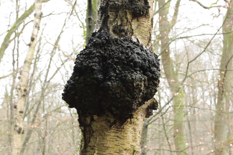 Chaga conk on a birch tree