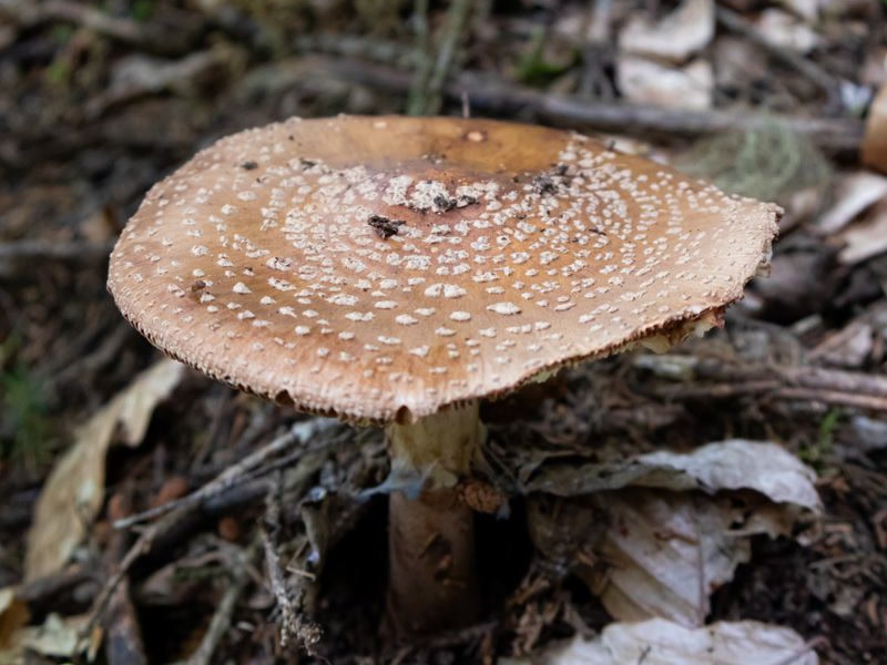 Cordyceps militaris fruiting bodies