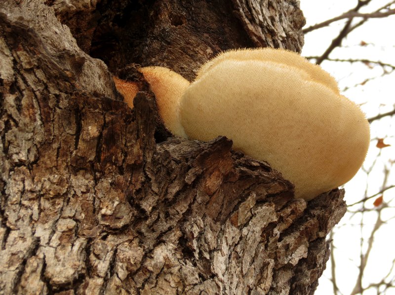 Lion's mane mushroom on a tree