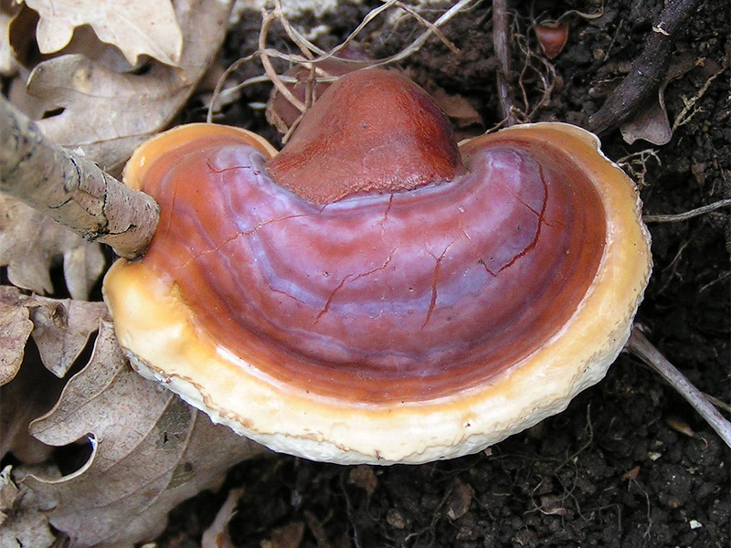 Reishi mushroom on wood