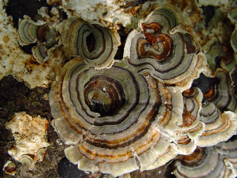 Turkey tail bracket fungus