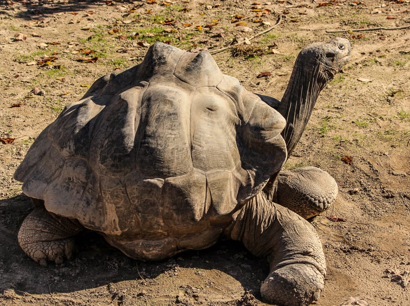 Galápagos giant tortoise