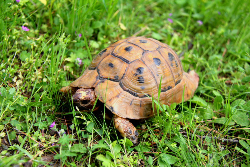 Greek tortoise