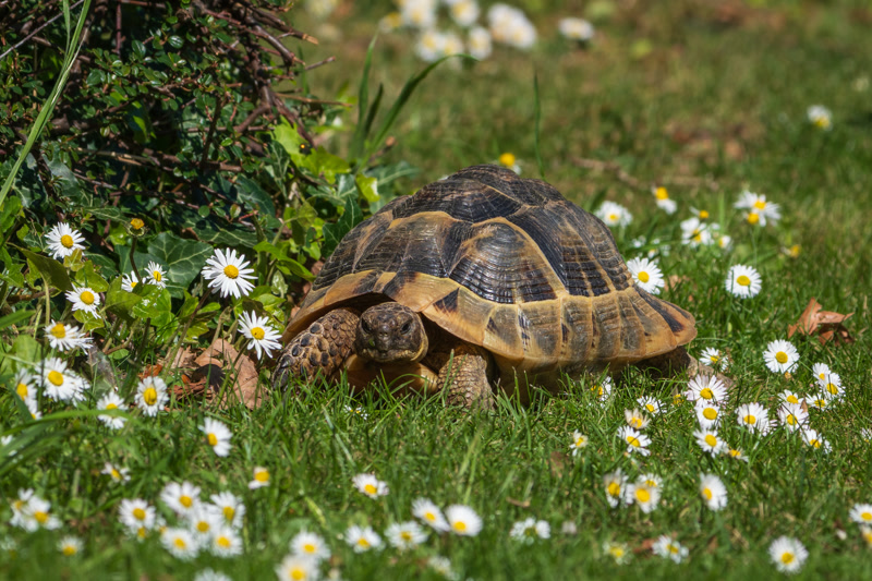 Hermann's tortoise