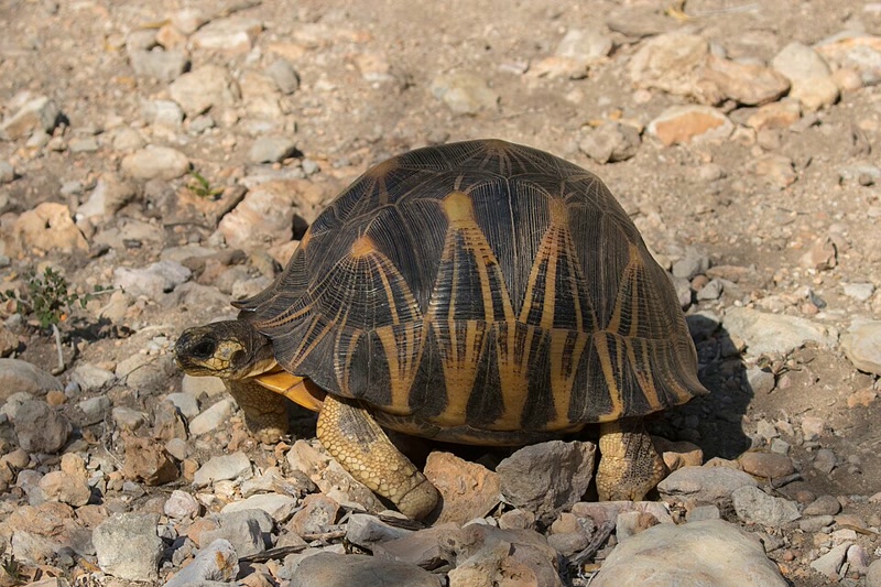 Radiated tortoise